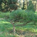 Pinus pinea jeune